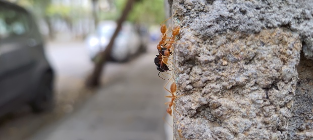 on a sunny day group of weaver red ants carrying a dead black ant on a concrete wall.