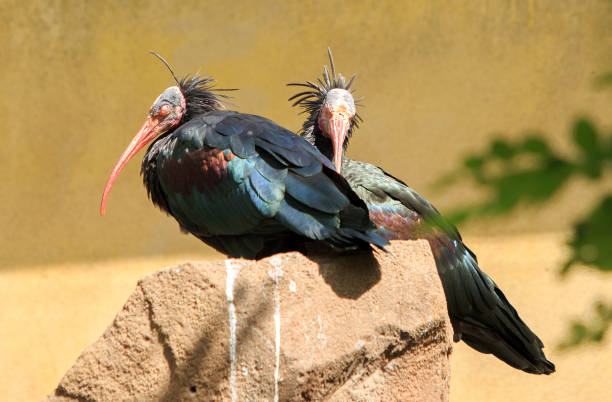 íbis do norte careca empinando - glossy ibis - fotografias e filmes do acervo