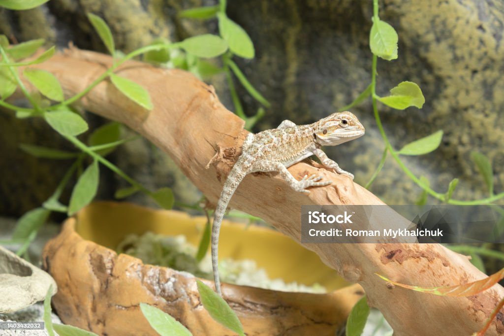 Baby of Bearded lizard Agama in terrarium. Eastern bearded dragon ( Pogona barbata ) Bearded Dragon Stock Photo