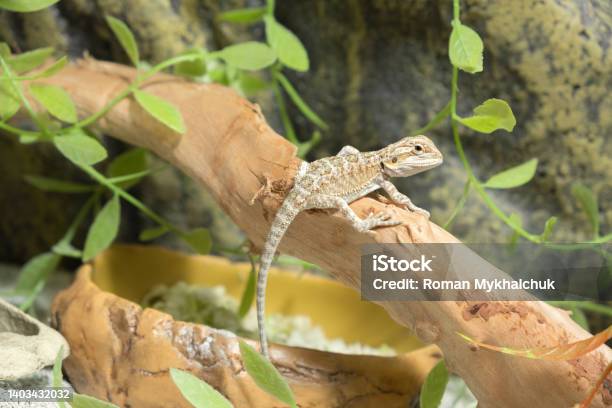 Baby Of Bearded Lizard Agama In Terrarium Eastern Bearded Dragon Stock Photo - Download Image Now