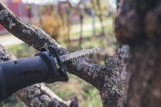 istock Woodcutter saws tree with chainsaw on sawmill 1403432120