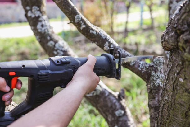 istock Woodcutter saws tree with chainsaw on sawmill 1403432122