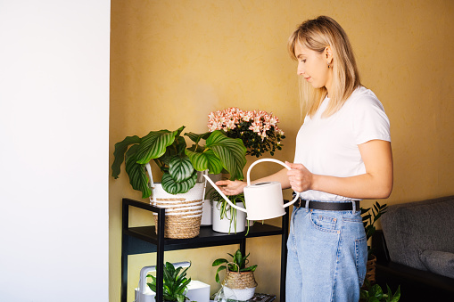 Woman waters houseplants. Lot of plants in a cozy modern flat. Taking care of home garden.