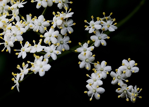 jasmine blossoms isolated