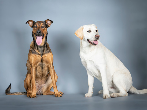 Mixed breed sheepdog and labrador retriever sitting in a photography studio