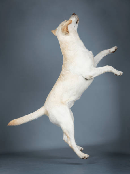 istock Labrador Retriever jumping in a photography studio 1403433474
