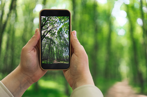 Phone in hand with a photo of the forest.