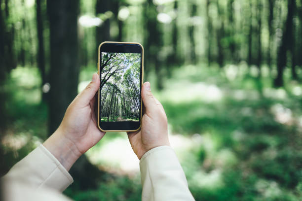 Phone in hand with a photo of the forest stock photo