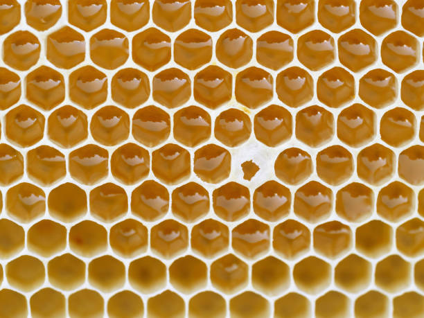 istock Beekeeping - close-up of cells filled with honey. 1403433507