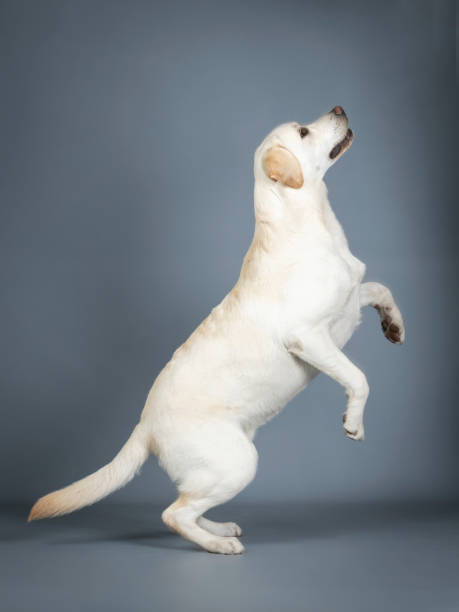 istock Labrador Retriever jumping in a photography studio 1403433617