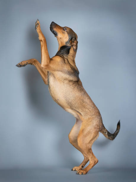 istock Sheepdog mongrel jumping in a photography studio 1403433654