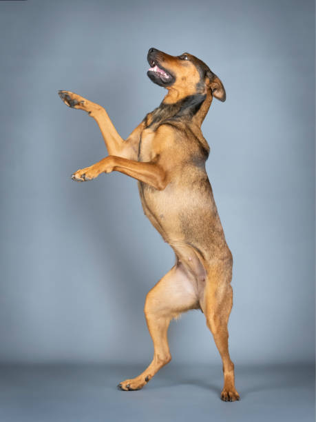 istock Sheepdog mongrel jumping in a photography studio 1403433656