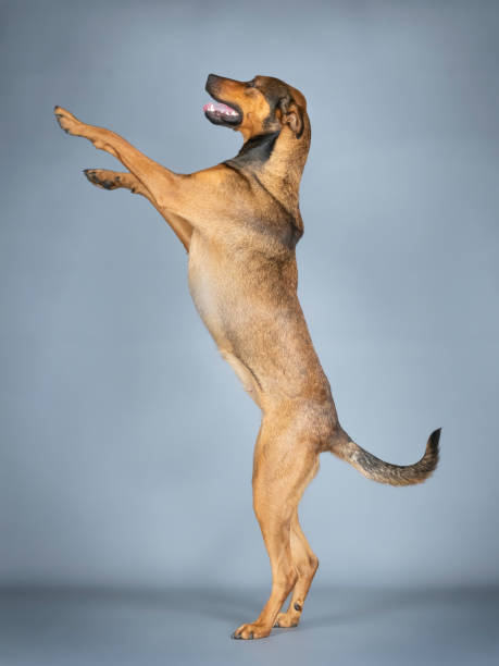 istock Sheepdog mongrel jumping in a photography studio 1403433657