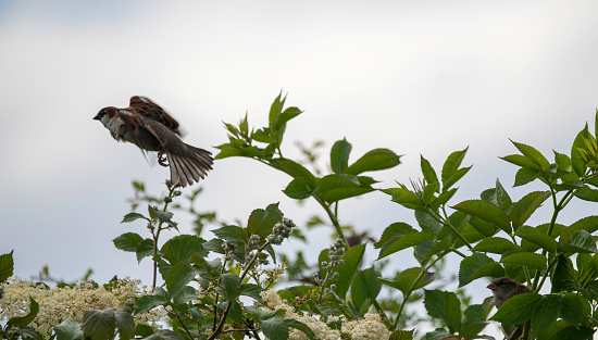 A male house sparrow, Passer domesticus, taking off from a hedgerow