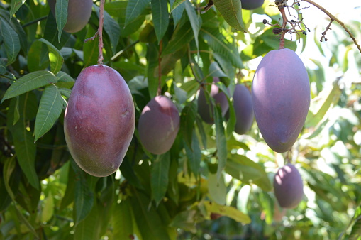 Mangoes hanging in trees