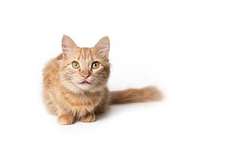 Portrait of a red cat isolated on a white background. An adult red-haired cat sits isolated on a white background. Cute red cat.