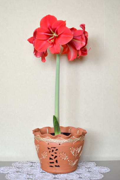 amaryllis  houseplant in red bloom close up