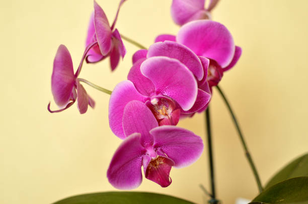 Flowers beautiful purple orchid phalaenopsis.
