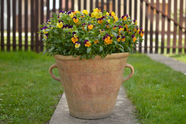 istock colorful pansy flowers growing in the pot 1403435183
