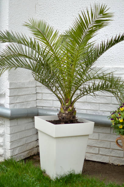 istock majesty palm houseplant in the pot 1403435310