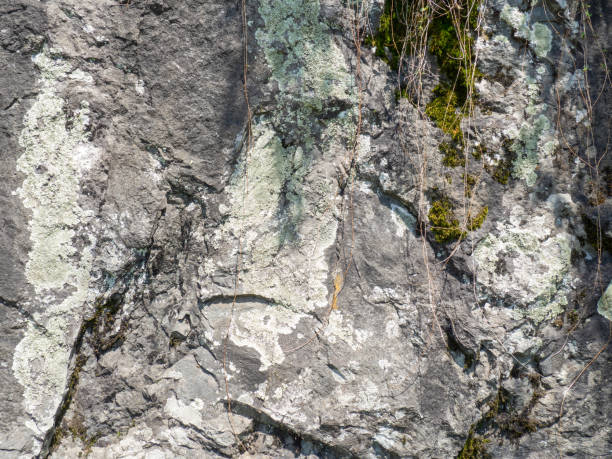 istock Structure of black stone.  . Solid natural material. Hillside. Plants and mosses on the stone 1403436642