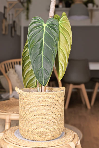 istock Exotic 'Philodendron Melanochrysum' houseplant 1403436721