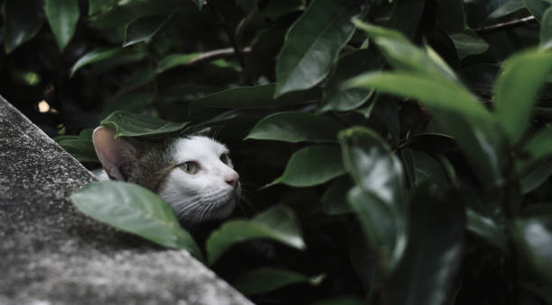 istock Cat hide in garden, Animal portrait 1403437268