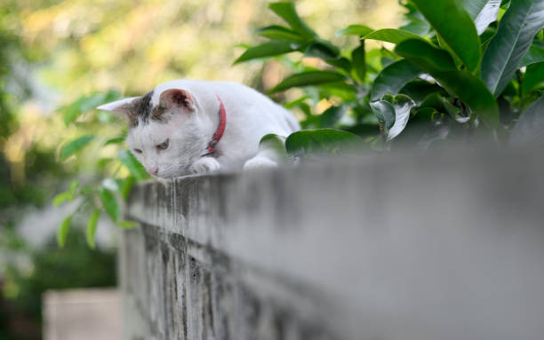 istock Fat cat rest on wall with green leaf background 1403437299