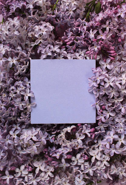 istock Lilac flowers on color background. Spring is coming concept. Text space. Mock up. 1403438542