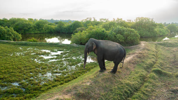 istock Wild elephant in Sri Lanka. 1403441715
