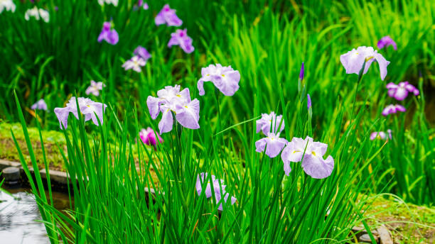 Iris in Yakushiike Park (Machida City, Tokyo) After the rainy season in June 2022, the irises of the iris garden were held at Yakushiike Park in Machida City, Tokyo. iris laevigata stock pictures, royalty-free photos & images