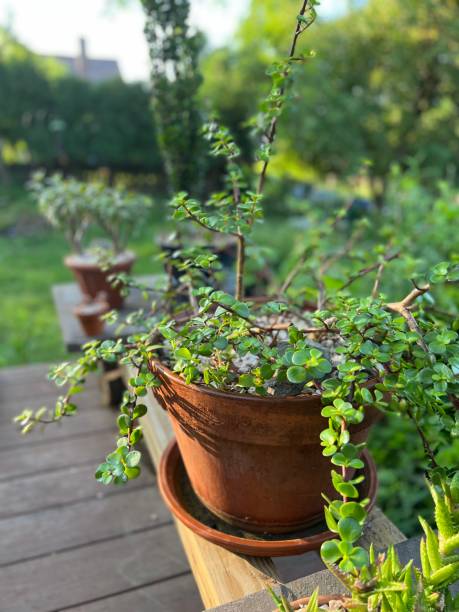istock Jade Plant Outdoors for the Summer 1403443567