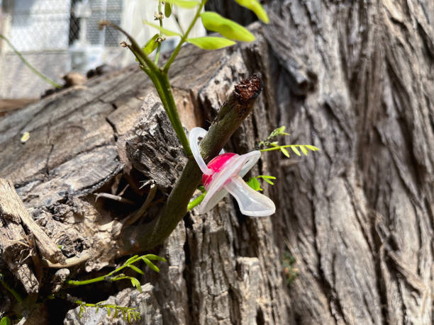 istock baby pacifier pacifier hanging on a big tree on a knot in the park. 1403443627
