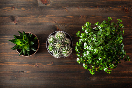 green houseplants flat lay cactus succulent gasteria duval, parodia warasii, pilea depressa