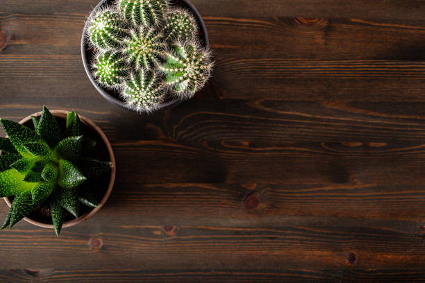 istock green houseplants flat lay cactus succulent gasteria duval, parodia warasii 1403444395