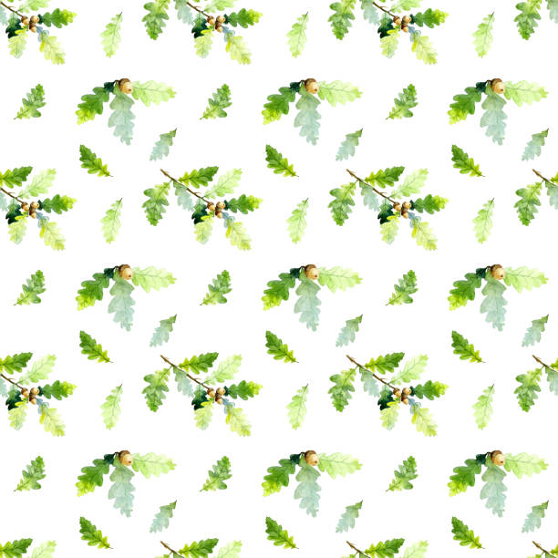 nahtloses muster aus watecolor eichenzweig, grünen blättern und eicheln, isoliert auf weißem hintergrund. handgezeichnet - leaf white background beech leaf branch stock-grafiken, -clipart, -cartoons und -symbole