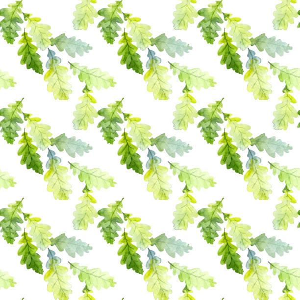 nahtloses muster aus watecolor oak tree green leaves isoliert auf weißem hintergrund. handgezeichnet - leaf white background beech leaf branch stock-grafiken, -clipart, -cartoons und -symbole