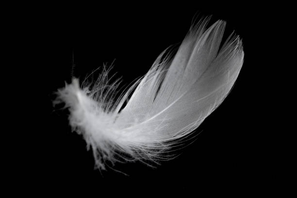 istock white feather of a goose on a black background 1403444835