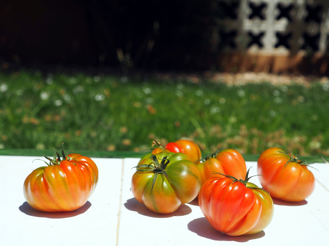 Tomatoes lie on a garden bench, in the sun and against the backdrop of green grass. Harvest, picking vegetables.