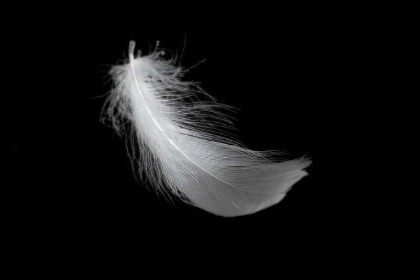 istock white feather of a goose on a black background 1403445534