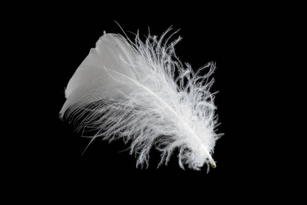 istock white feather of a goose on a black background 1403445543