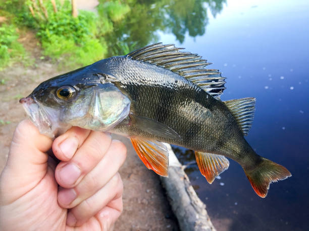 istock Fisherman trophy- big perch in the man hand 1403446203