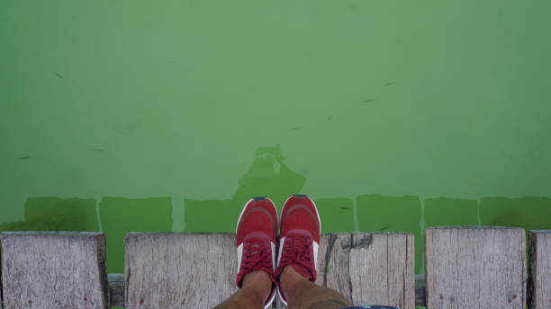 feet with red slippers on a wooden pier over green lagoon