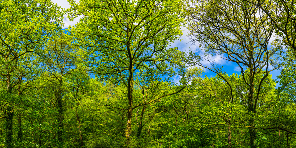 Clear blue summers skies above the soaring canopy and vibrant green foliage of a summer forest panorama background.