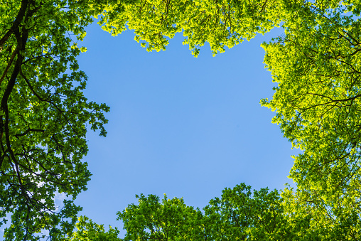Clear blue summer skies above a clearing in the soaring canopy and vibrant green foliage of a summer forest  background.