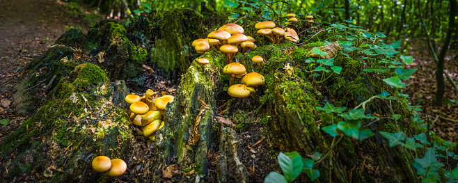 Mushrooms fruiting on an old tree stump deep in the forest.