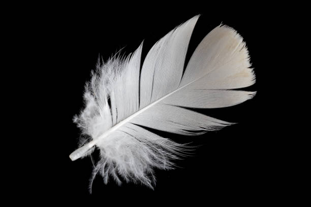 istock white feather of a goose on a black background 1403452577