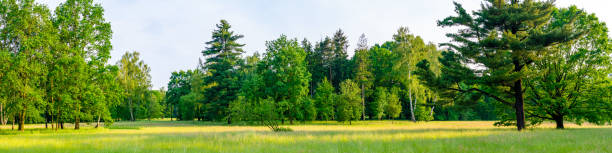 istock green forest on a beautiful sunny day 1403452600