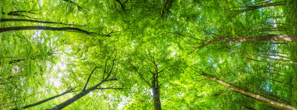 Looking up into soaring canopy of green foliage forest panorama