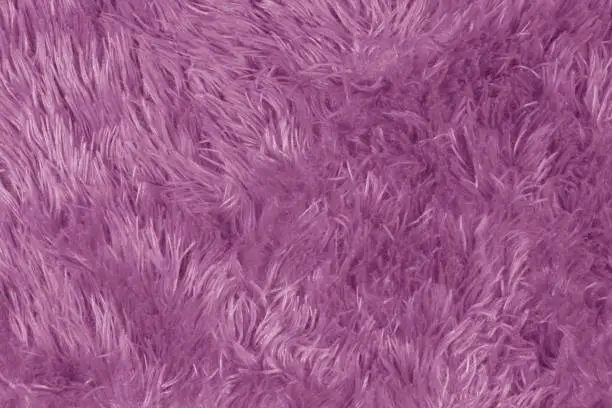 Photo of Purple fur texture with long pile.